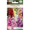 Lewkonia letnia MIESZANKA W. LEGUTKO