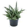 Sansewieria 20 - 30 cm