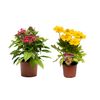 Byliny MIX 20 - 30 cm