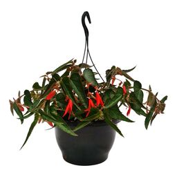 Begonia Bonfire 35 cm