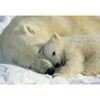 Fototapeta POLAR BEARS 184 x 127 cm