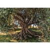 Fotografia ścienna OLIVE TREE 254 x 368 cm KOMAR