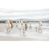 Fototapeta WHITE HORSES 254 x 368 cm