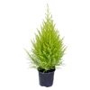 Cyprysik 'Goldcrest Wilma' 70 cm