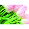Fototapeta TULIPANY 152 x 104 cm