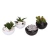 Sukulent w ozdobnej osłonce ceramicznej MIX 18 cm