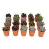 Sukulent w ozdobnej osłonce ceramicznej MIX 10 cm