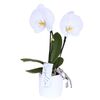 Storczyk Falenopsis Singolo 2 pędy 30 cm w osłonce ceramicznej