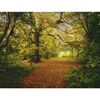Fotografia ścienna AUTUMN FOREST 270.0 x 388 cm KOMAR