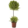Cyprysik 'Goldcrest Wilma' DUO 65 cm