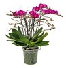 Storczyk Falenopsis Bellisimo MIX 50 cm