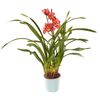 Storczyk Cymbidium 1 pęd MIX 70 cm