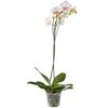 Storczyk Falenopsis Grandiflora 1 pęd MIX 80 - 100 cm