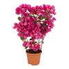 Bugenwilla 'Sanderiana' 50 - 55 cm