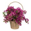 Bugenwilla 'Sanderiana' 55 - 65 cm
