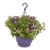 Petunia MIX 40 - 50 cm