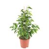 Figowiec Benjamiński MIX 35 cm
