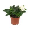Gardenia 15 cm