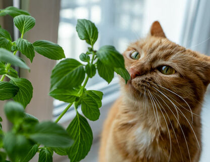Jakie rośliny są trujące dla kotów?