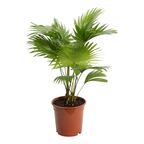 Liwistona okrągłolistna 60 CM