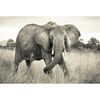 Fotografia ścienna ELEPHANT 248 x 368 cm KOMAR