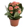 Kalanchoe 'Grandiva®' MIX 15 cm