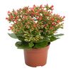 Kalanchoe 'Tiki Bells' 25-30 cm