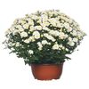 Chryzantema samokrzewiąca 40 - 50 cm