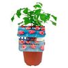 Malina 15 - 20 cm BERRY&MORE™