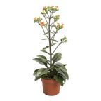 Kalanchoe 'Dorothy' 50 CM