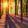 Fototapeta WOODLAND AT DAWN 254 x 366 cm