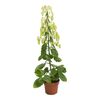 Kalanchoe 'Magic Bells' 65 cm