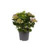 Hortensja MIX 40 - 50 cm