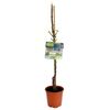 Jabłoń kolumnowa Ballerina® zielona 60 - 80 cm BERRY&MORE™
