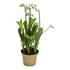 Frezja 'Tweety blue' 55 cm