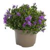 Dzwonek dalmatyński 'Intense Purple' 20 cm