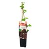 Malinojeżyna Boysenberry 45 cm BERRY&MORE™