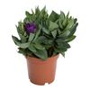 Eustoma 17 cm