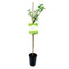Agrest zielony szczepiony na pniu 80 cm BERRY&MORE™