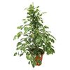 Figowiec Benjamiński MIX 75 cm