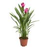 Kurkuma (Ostryż) 'Splash Pink' 70 cm