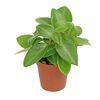 Peperomia MIX 10 cm