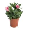 Eustoma 17 cm