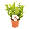 Zanokcica Gniazdowa 25 cm AIR SO PURE