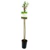 Porzeczka czarna szczepiona na pniu 80 cm BERRY&MORE™