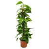 Epipremnum (Scindapsus) 'Aureum' 80 cm