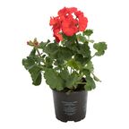Roślina kępiasta zwisająca MIX Pelargonia 20 - 25 cm