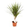 Dracena obrzeżona 55 cm AIR SO PURE