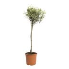 Oliwka (forma pienna) 100 - 110 cm