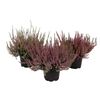 Wrzos pospolity Garden Girls ® 18 - 22 cm